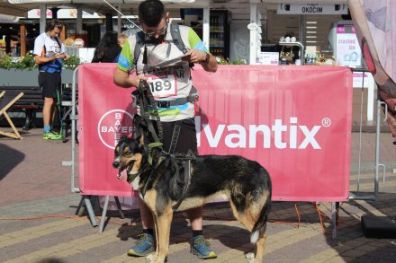 Fragment biegu Pucharu Polski w Dogtrekkingu w Wiśle
